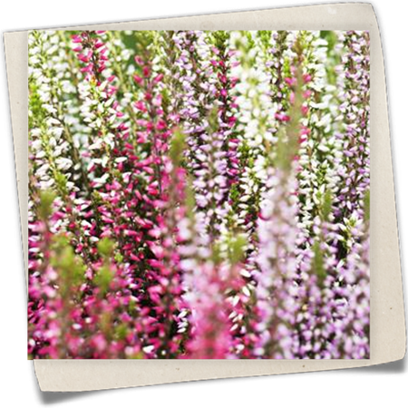 Winterharte Knospenheide Trio-Girls® Winterharte Knospenheide Trio-Girls®