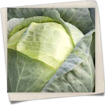 Kabis-Weisskohl 'Dithmarscher' Kabis-Weisskohl 'Dithmarscher'