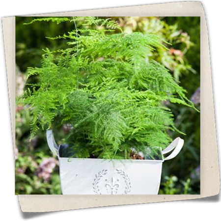 Feder-Spargel Feder-Spargel