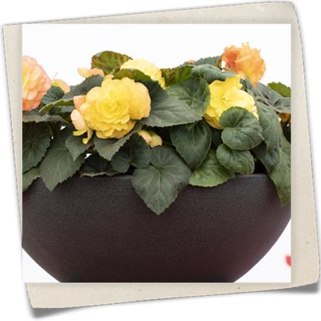 Begonie 'Prism' Begonie 'Prism'