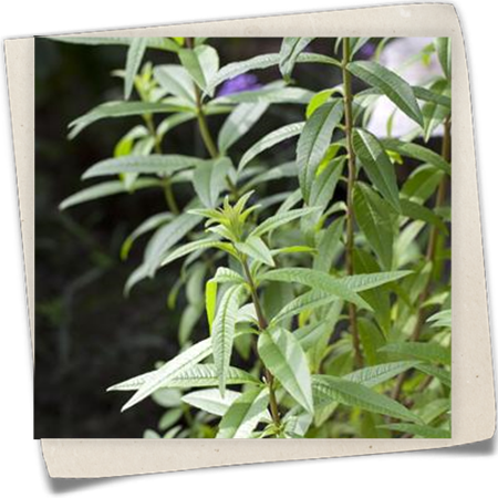 Zitronenverbene Zitronenverbene