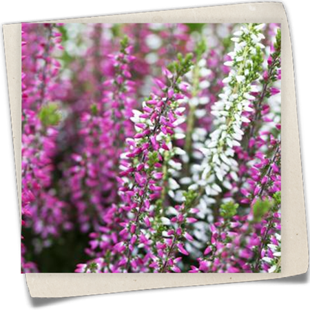 Winterharte Knospenheide Twingirls® Winterharte Knospenheide Twingirls®