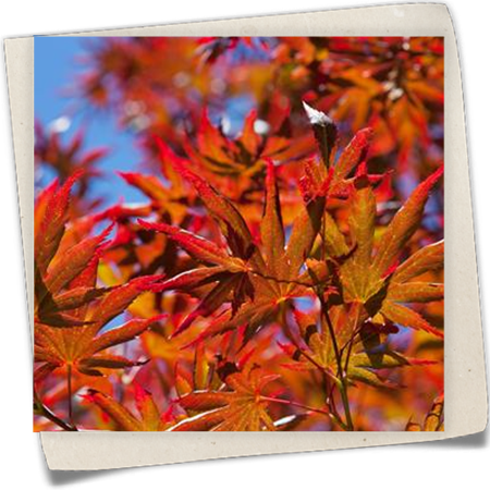 Fächerahorn 'Trompenburg' Fächerahorn 'Trompenburg'