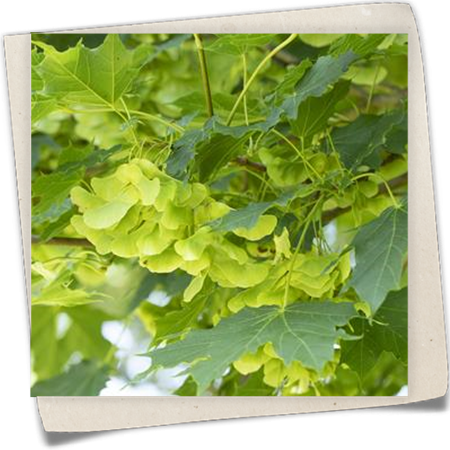 Spitzahorn Spitzahorn