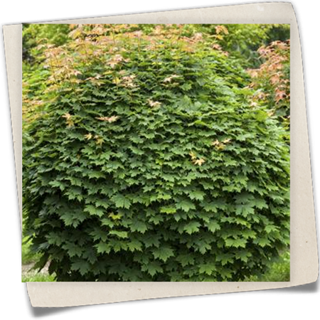 Kugelahorn 'Globosum' Kugelahorn 'Globosum'