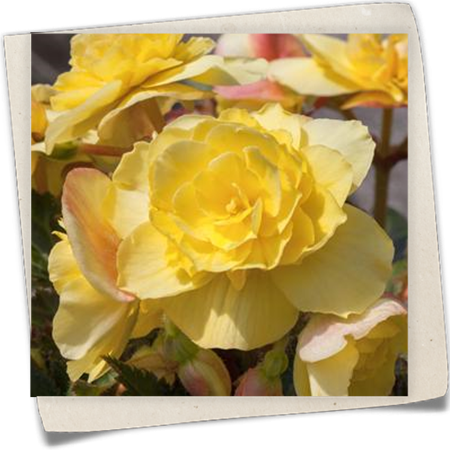 Knollenbegonie Knollenbegonie