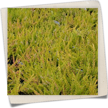 Besenheide 'Wickwar Flame' Besenheide 'Wickwar Flame'