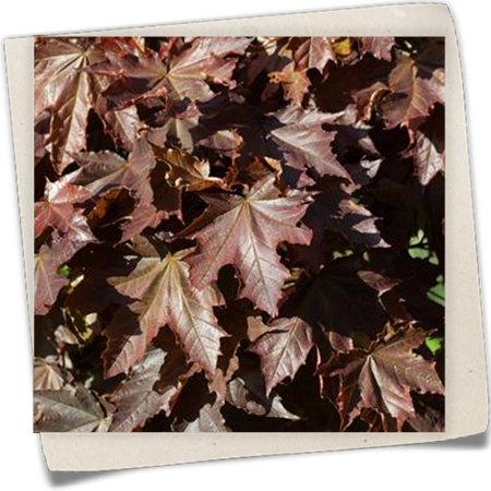 Roter Spitzahorn 'Crimson King' Roter Spitzahorn 'Crimson King'