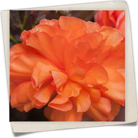 Knollenbegonie Knollenbegonie