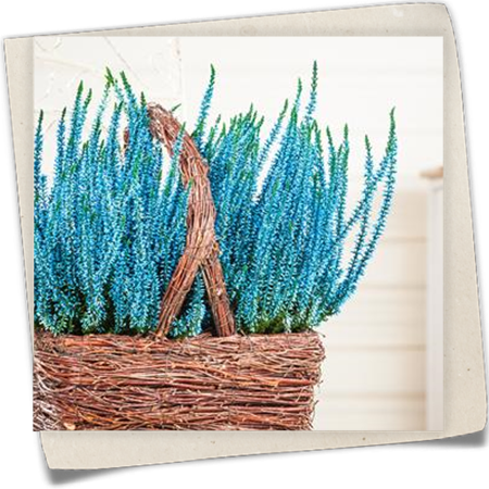 Gefärbte Besenheide Gefärbte Besenheide