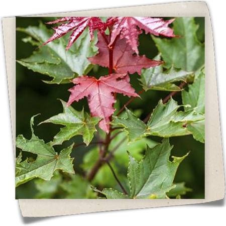 Spitzahorn 'Crimson Sentry' Spitzahorn 'Crimson Sentry'