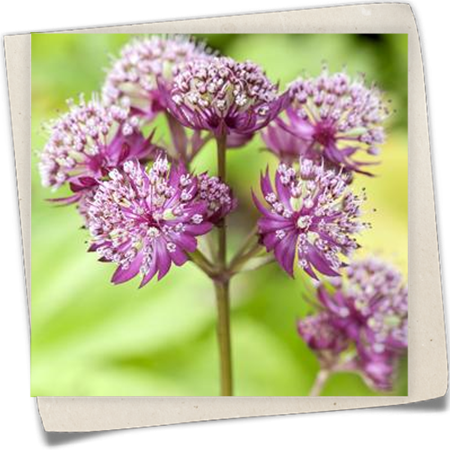 Garten-Sterndolde 'Primadonna' Garten-Sterndolde 'Primadonna'