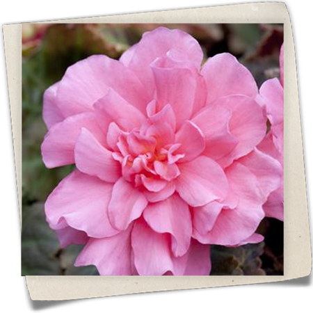 Knollenbegonie Knollenbegonie