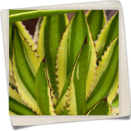 Agave Agave