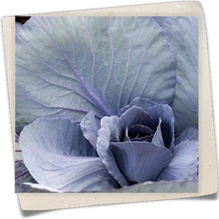 Rotkohl 'Marner Lagerrot' Rotkohl 'Marner Lagerrot'