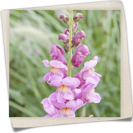 Großes Löwenmaul 'Rocket' Großes Löwenmaul 'Rocket'