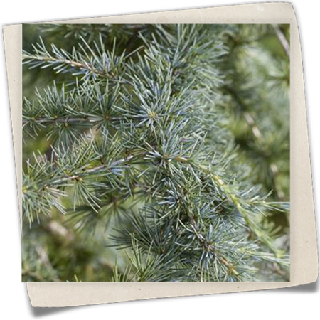 Himalaya-Zeder Himalaya-Zeder