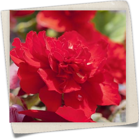 Knollenbegonie Knollenbegonie