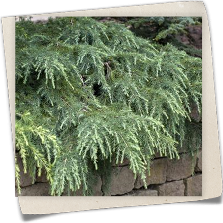 Himalaya-Zeder 'Feelin´ Blue' Himalaya-Zeder 'Feelin´ Blue'