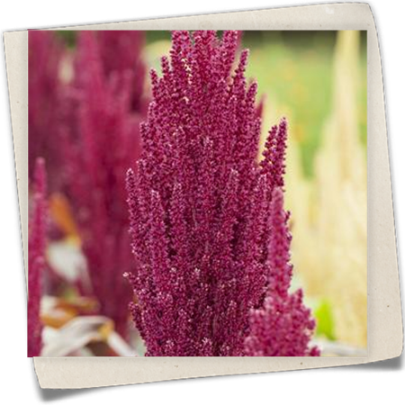 Garten-Fuchsschwanz Garten-Fuchsschwanz