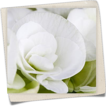 Knollenbegonie Knollenbegonie