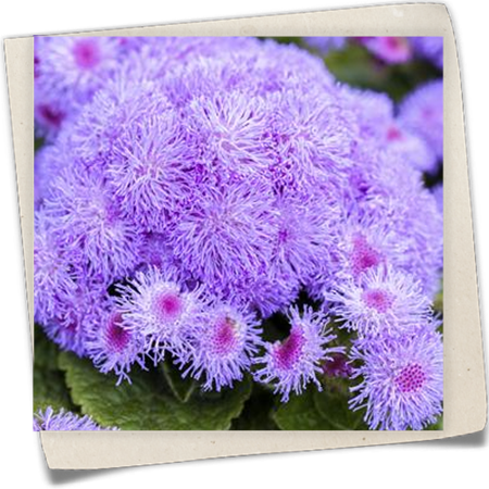 Leberbalsam Leberbalsam