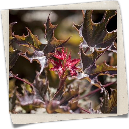 Spitzahorn 'Faassen´s Black' Spitzahorn 'Faassen´s Black'