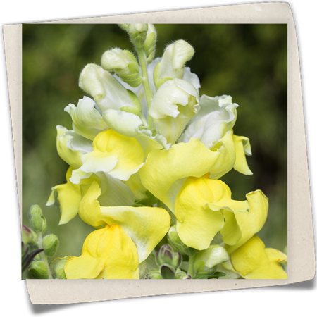 Großes Löwenmaul Großes Löwenmaul