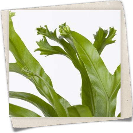 Nestfarn 'Amy' Nestfarn 'Amy'