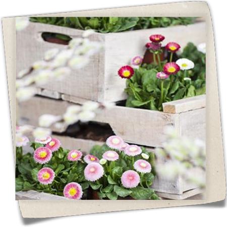 Gänseblümchen Gänseblümchen