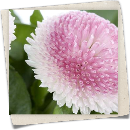 Gänseblümchen Gänseblümchen