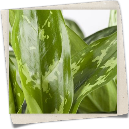 Kolbenfaden Kolbenfaden