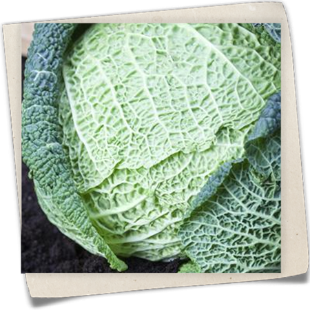 Wirsingkohl Wirsingkohl