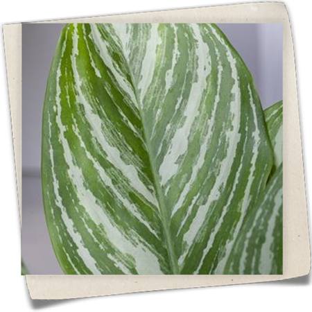 Kolbenfaden 'Stripes' Kolbenfaden 'Stripes'