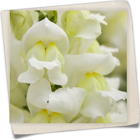 Großes Löwenmaul Großes Löwenmaul