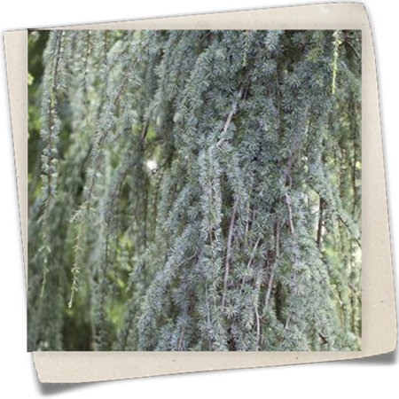 Libanon-Zeder 'Blue Fountain' Libanon-Zeder 'Blue Fountain'