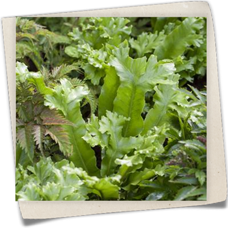 Hirschzungenfarn Hirschzungenfarn