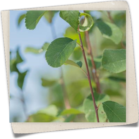 Felsenbirne 'Greatberry® Fruity' Felsenbirne 'Greatberry® Fruity'