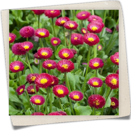 Gänseblümchen 'Tasso' Gänseblümchen 'Tasso'