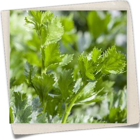 Echter Sellerie Echter Sellerie