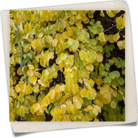 Rotblättriger Baumwürger Rotblättriger Baumwürger