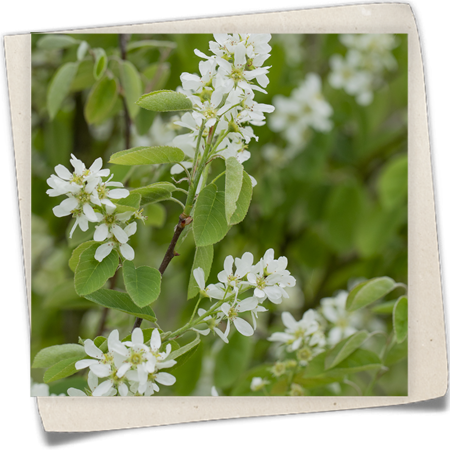 Felsenbirne 'Honeywood' Felsenbirne 'Honeywood'