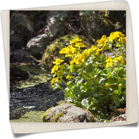 Sumpf-Dotterblume Sumpf-Dotterblume