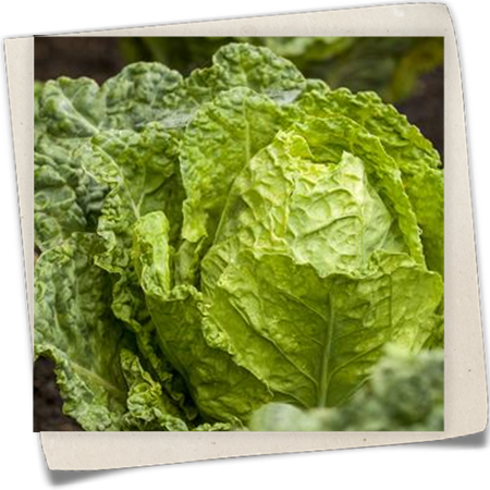 Wirsingkohl 'Typ Vorbote' Wirsingkohl 'Typ Vorbote'