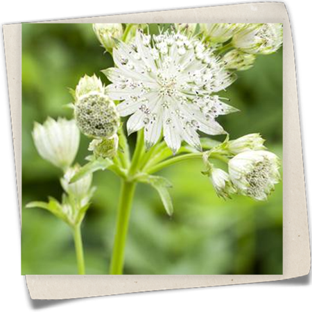 Große Sterndolde Große Sterndolde