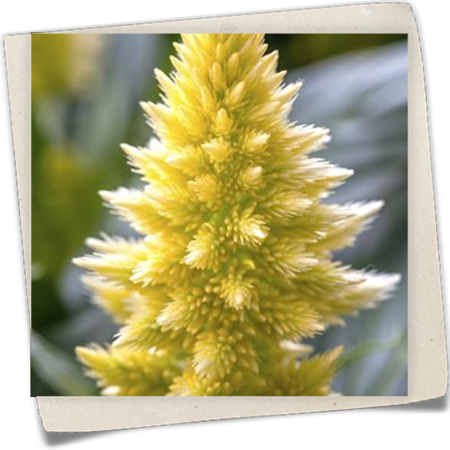 Silber-Brandschopf Silber-Brandschopf