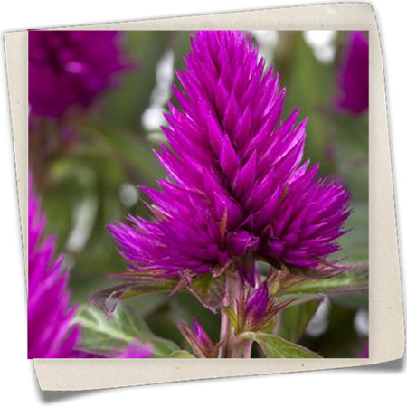 Silber-Brandschopf 'Deep Purple' Silber-Brandschopf 'Deep Purple'