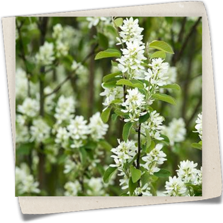 Felsenbirne 'Northline' Felsenbirne 'Northline'