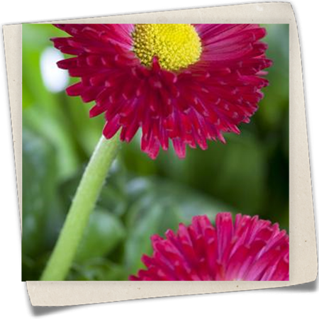 Gänseblümchen Gänseblümchen