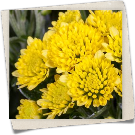 Pazifik-Margerite Pazifik-Margerite